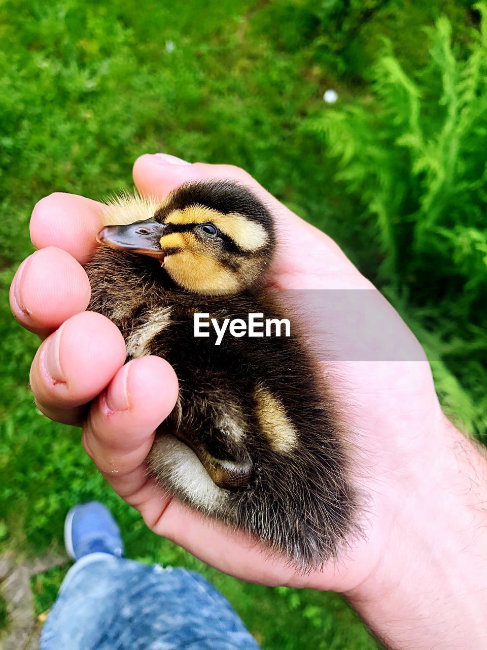 CLOSE-UP OF HAND HOLDING BIRD