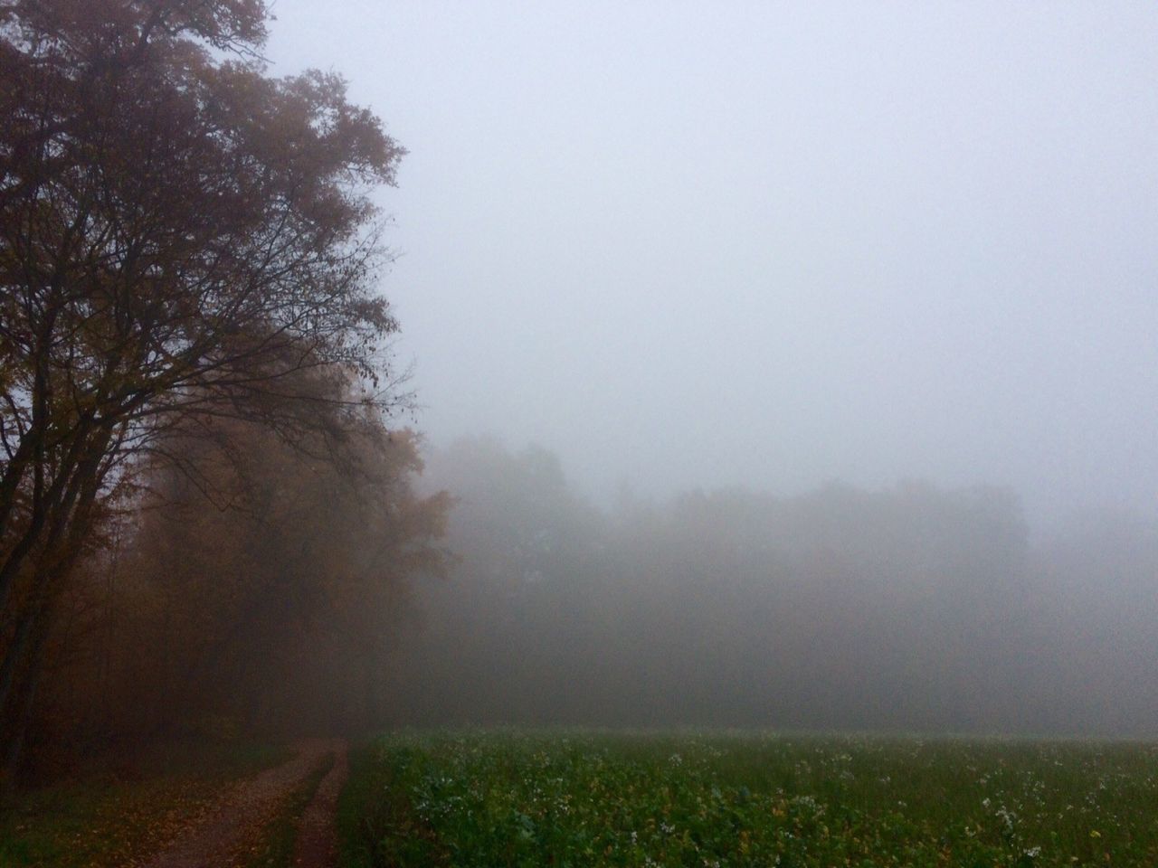 TREES ON FIELD DURING FOGGY WEATHER