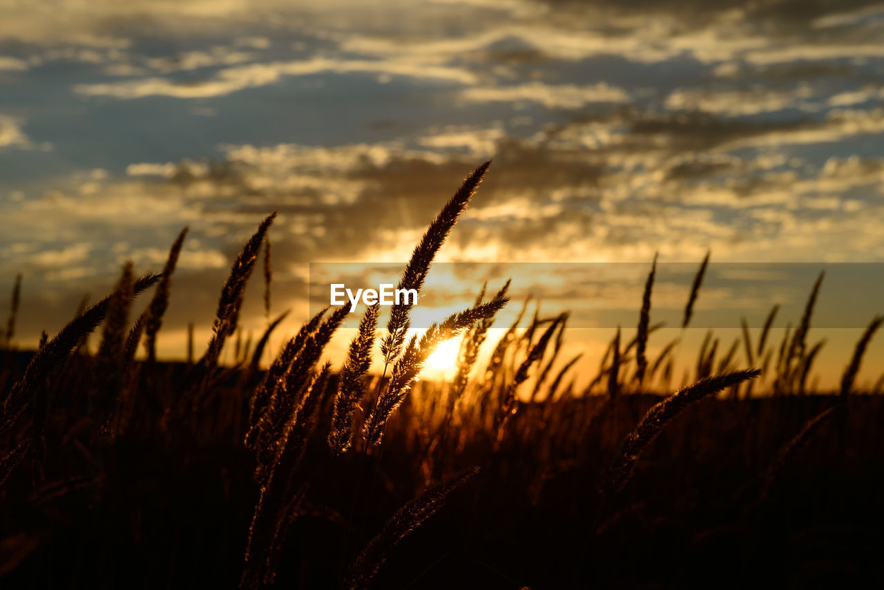 Close-up of stalks in field against sunset sky