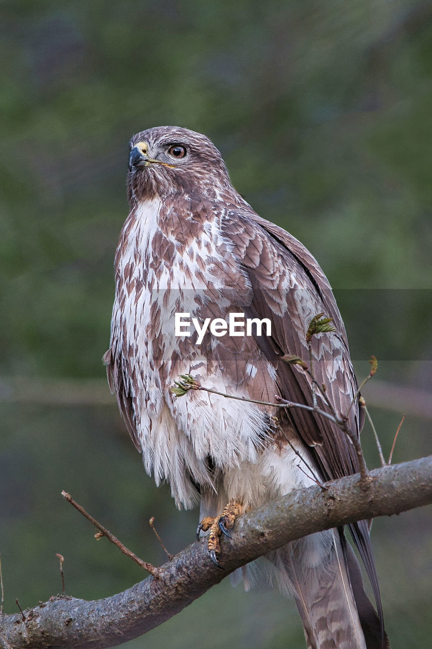 Close-up of buzzard perching on branch
