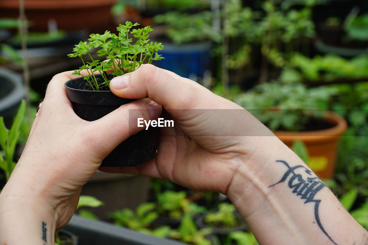 Cropped image of tattooed hands holding potted plant in yard