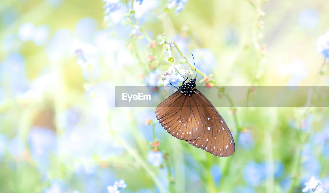 CLOSE-UP OF BUTTERFLY ON FLOWER