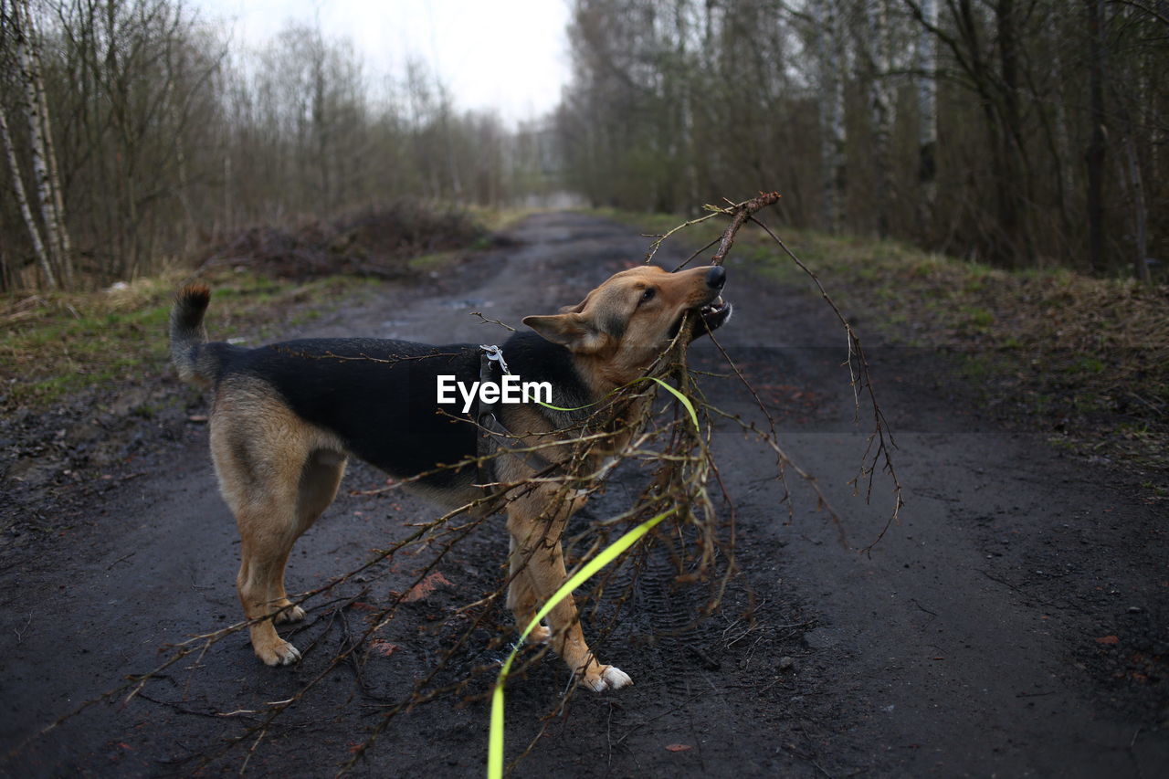 DOG STANDING ON DIRT ROAD