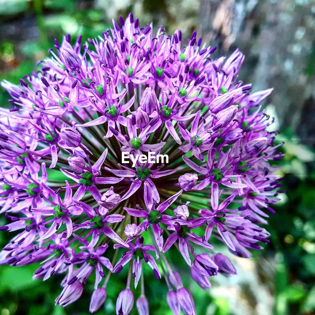 CLOSE-UP OF PURPLE FLOWERS BLOOMING