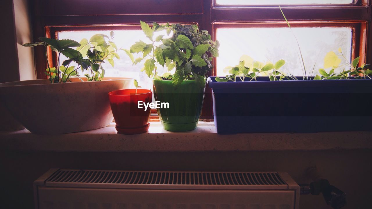 Close-up of potted plants on window sill at home