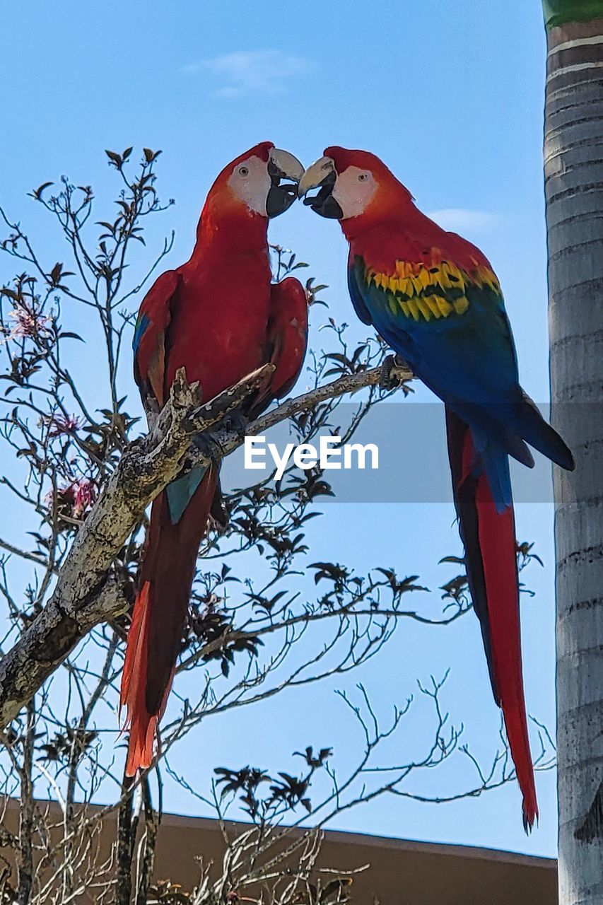 bird, animal, animal themes, pet, animal wildlife, parrot, tree, nature, group of animals, wildlife, branch, red, perching, two animals, no people, sky, plant, outdoors, day, blue, low angle view, scarlet macaw