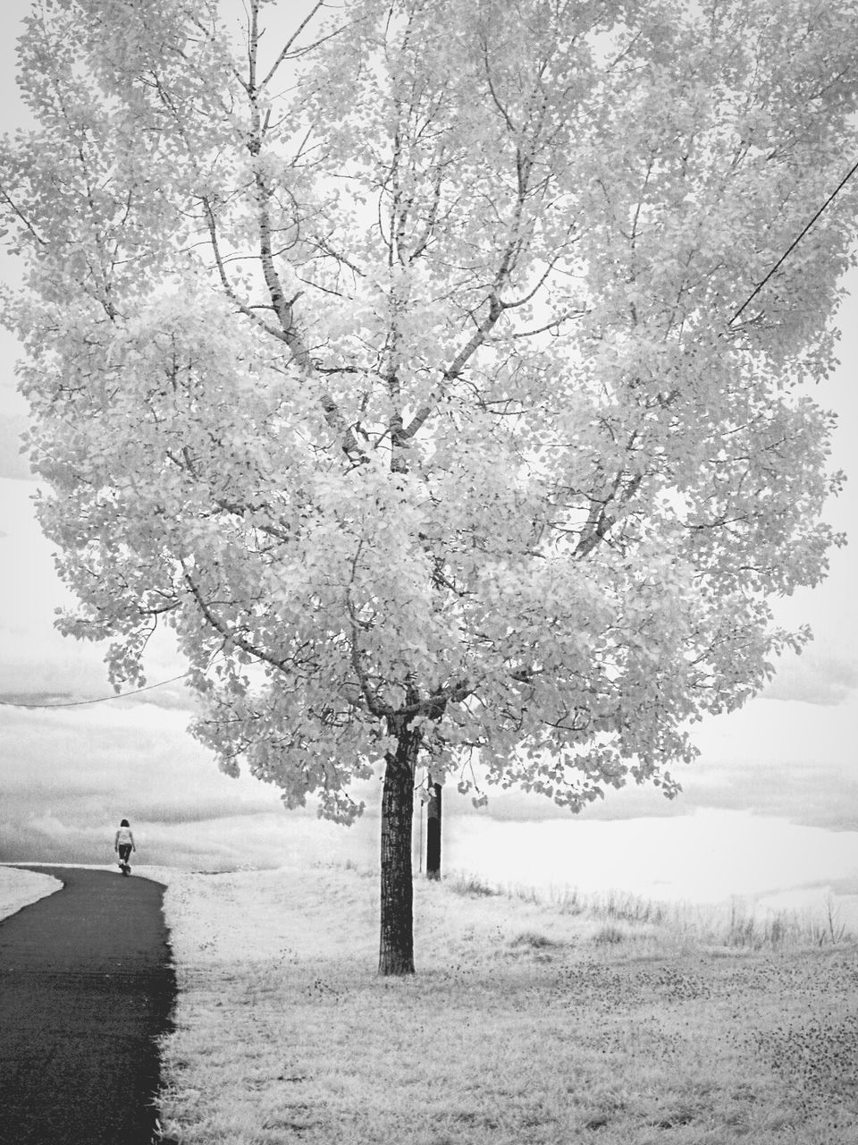 White tree by country road