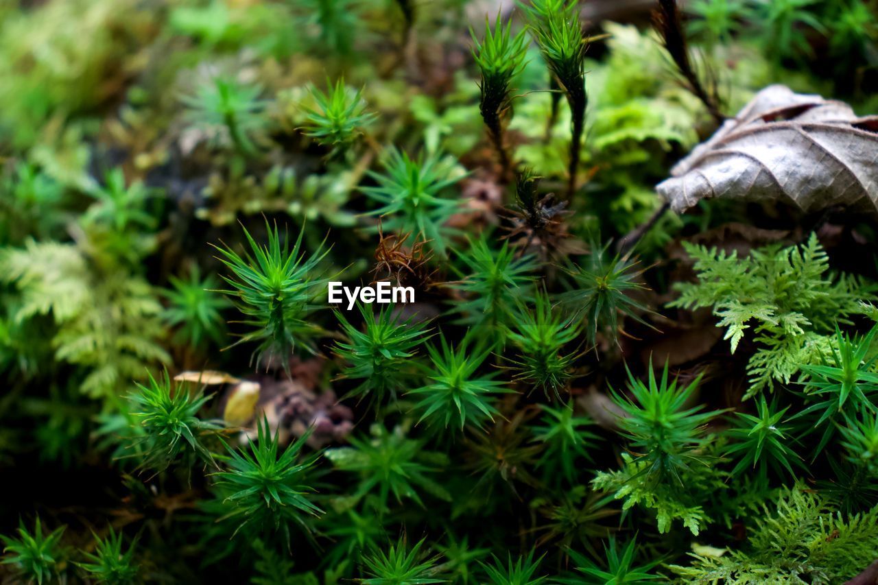 High angle view of plants in the woods