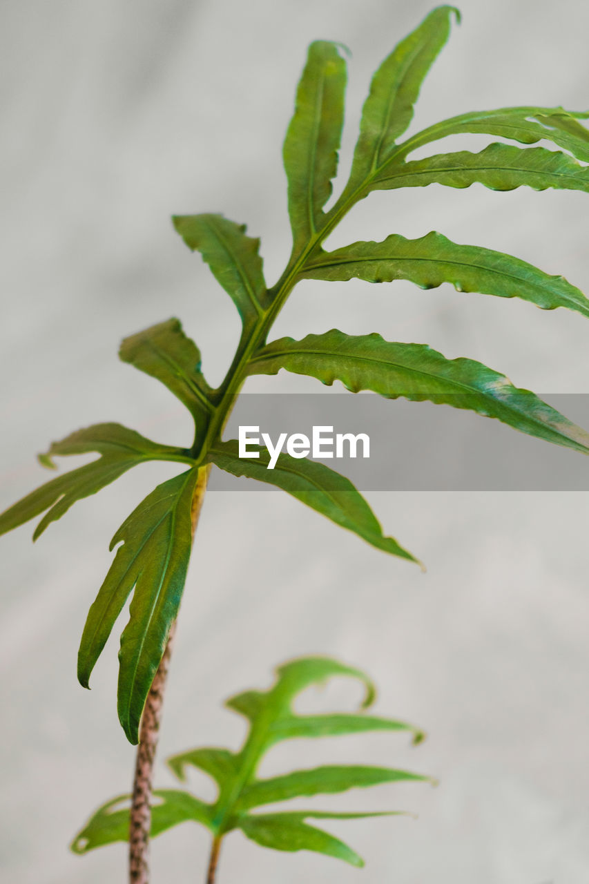 leaf, plant part, plant, tree, green, plant stem, branch, nature, flower, food, food and drink, no people, growth, close-up, herb, outdoors, medicine, environment, shrub, freshness, beauty in nature, healthcare and medicine, herbal medicine, produce, twig