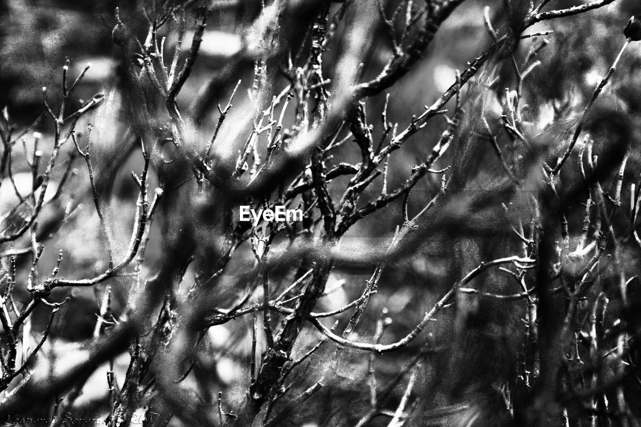 FULL FRAME SHOT OF WET TREE BRANCHES