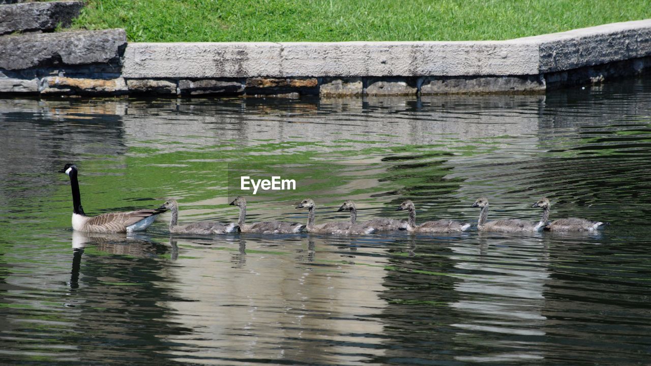 SWAN SWIMMING IN LAKE