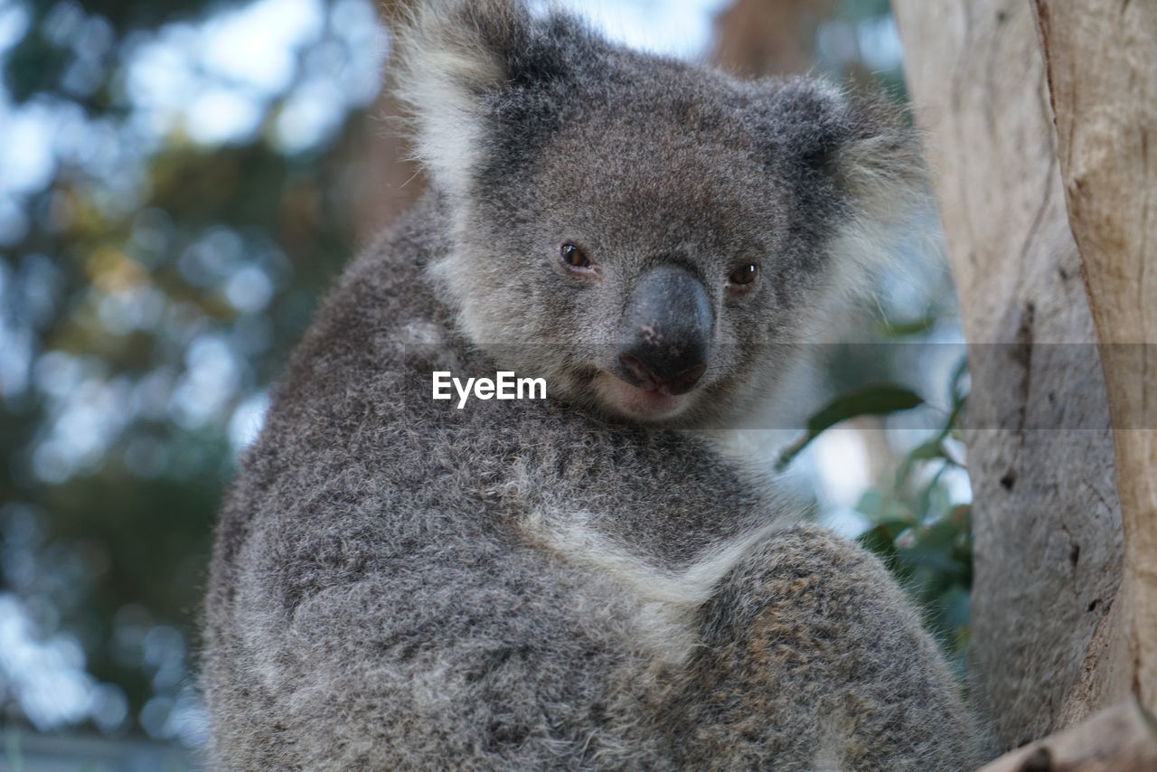 CLOSE-UP PORTRAIT OF A ANIMAL