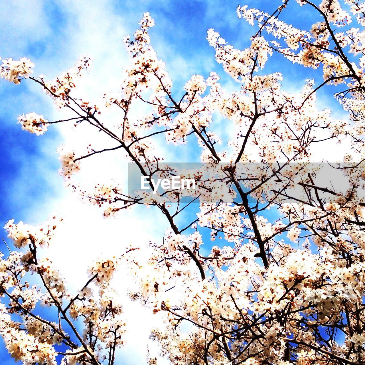 LOW ANGLE VIEW OF TREE AGAINST BLUE SKY