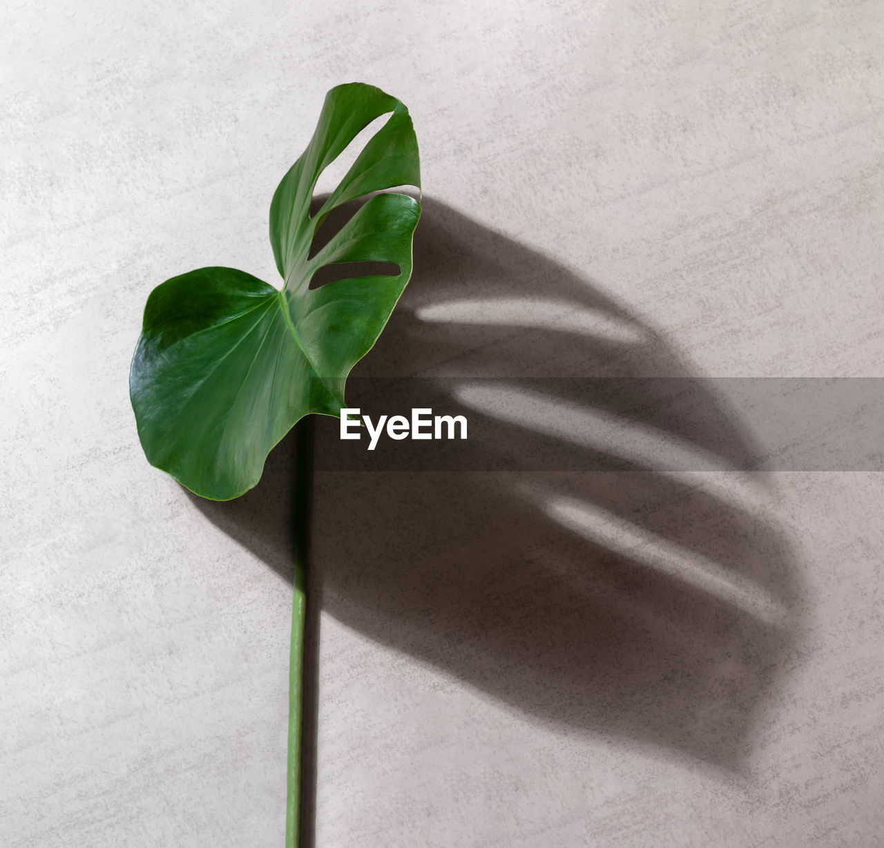 Green leaf tropical monstera plant with shadow on a gray background