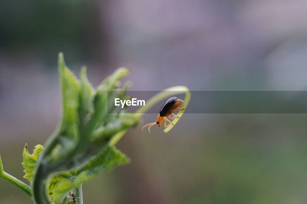 Close-up of insect on leaf