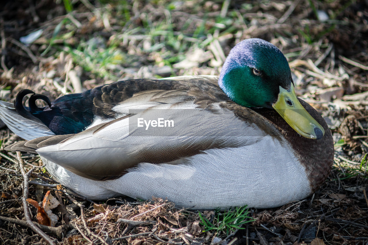 animal themes, animal, duck, bird, animal wildlife, nature, ducks, geese and swans, mallard, wildlife, water bird, beak, one animal, poultry, land, no people, mallard duck, day, feather, outdoors, close-up, grass, field