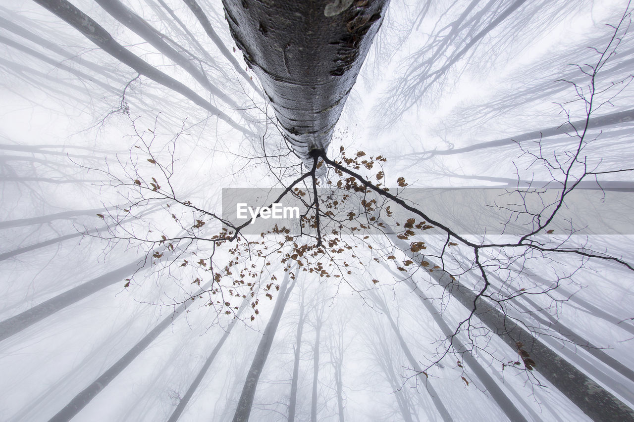 Low angle view of bare trees against sky