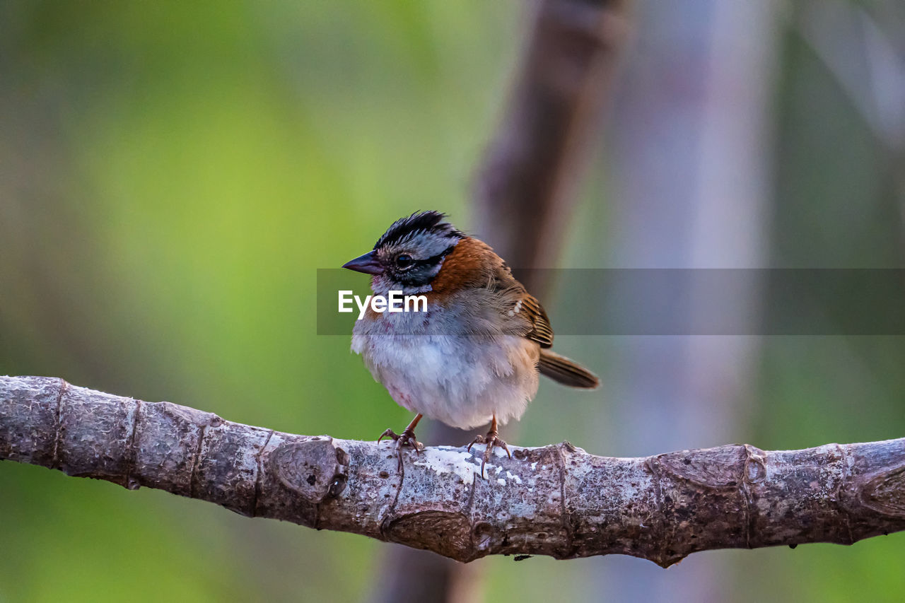 animal themes, animal, animal wildlife, bird, wildlife, nature, one animal, branch, perching, tree, plant, focus on foreground, multi colored, full length, songbird, beak, pattern, beauty in nature, green background, colored background, bare tree, sunbeam, sitting, tree trunk, springtime, meadow, grass, trunk, selective focus, surface level, outdoor pursuit, plain, insect, portrait, close-up, field, environment, no people, outdoors, landscape, emergence, crop, looking at camera, side view, eating, day, sunny, red, agriculture, sunlight, food, winter, fruit tree, deciduous tree, activity, copy space, motion, fruit, cut out, land, food and drink, orange color, flower, standing, lichen, wildflower
