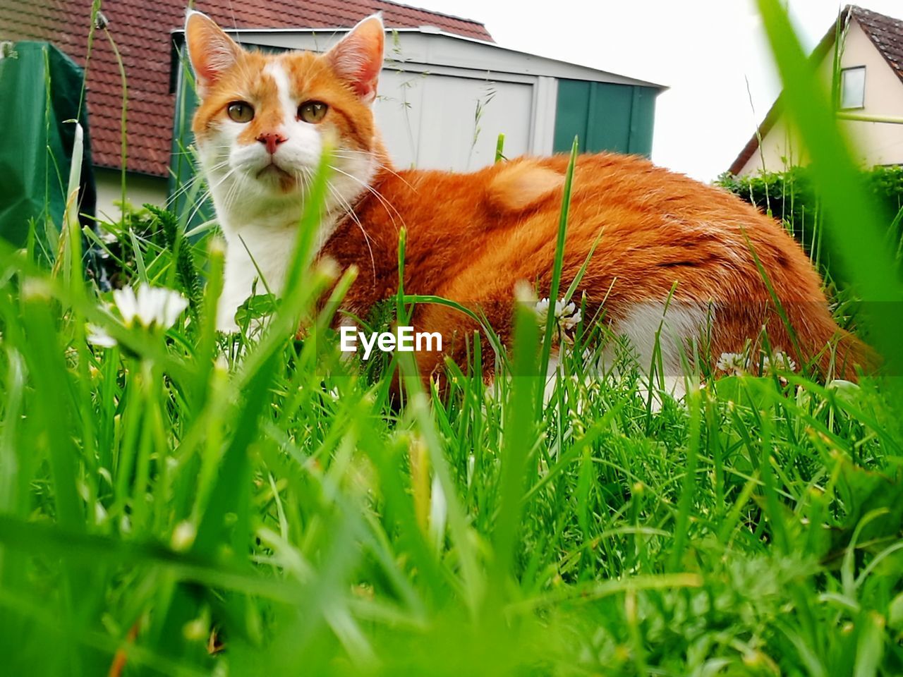 PORTRAIT OF CAT ON FIELD