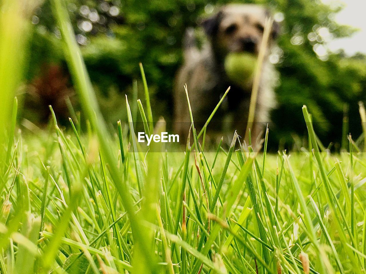 Close-up of grass growing in field