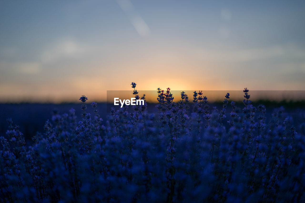 Close-up of lavender field against sky during sunset