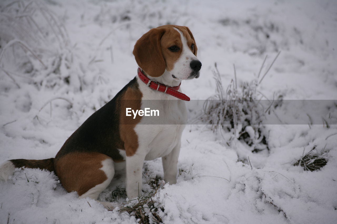 DOG ON SNOWY FIELD