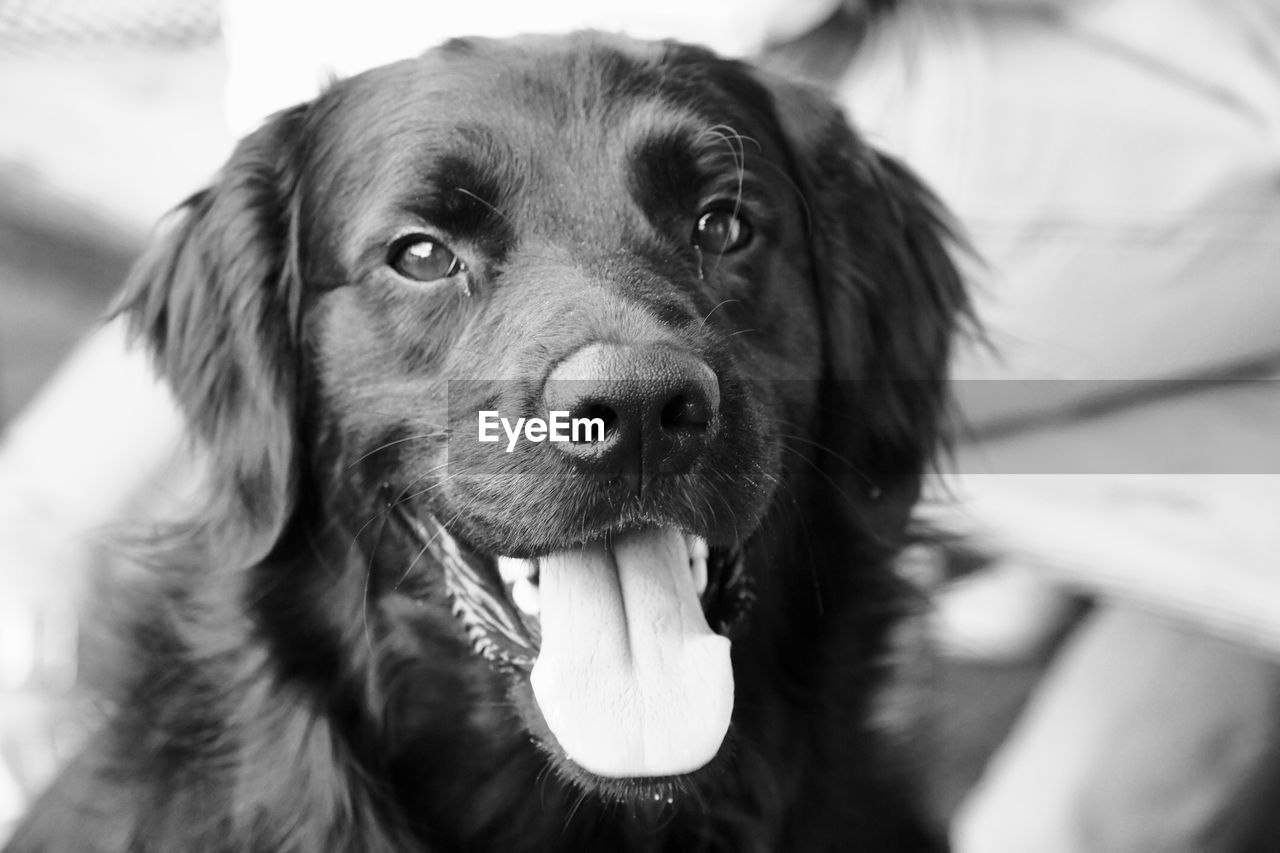 CLOSE-UP PORTRAIT OF DOG IN THE MOUTH