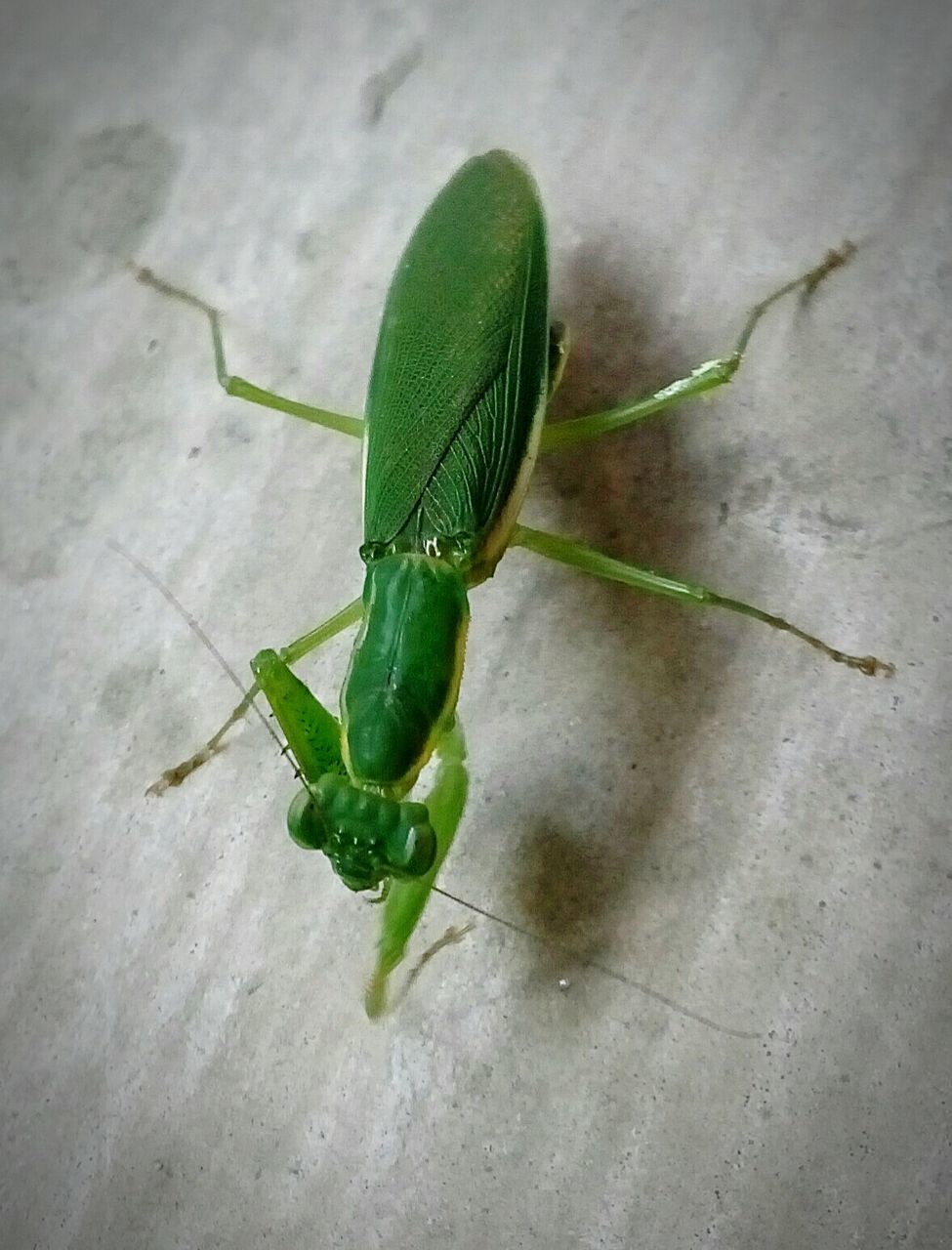 HIGH ANGLE VIEW OF GRASSHOPPER ON PLANT