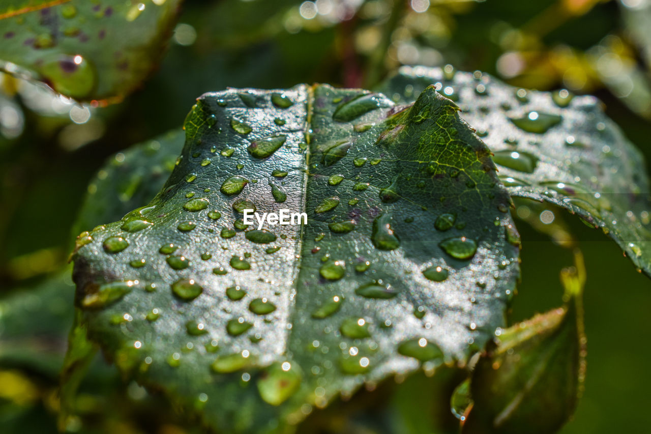 Close-up of raindrops on leaves