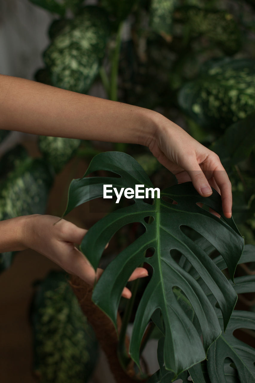 Woman gardener touching lush green monstera leaves in green house. love of plants.