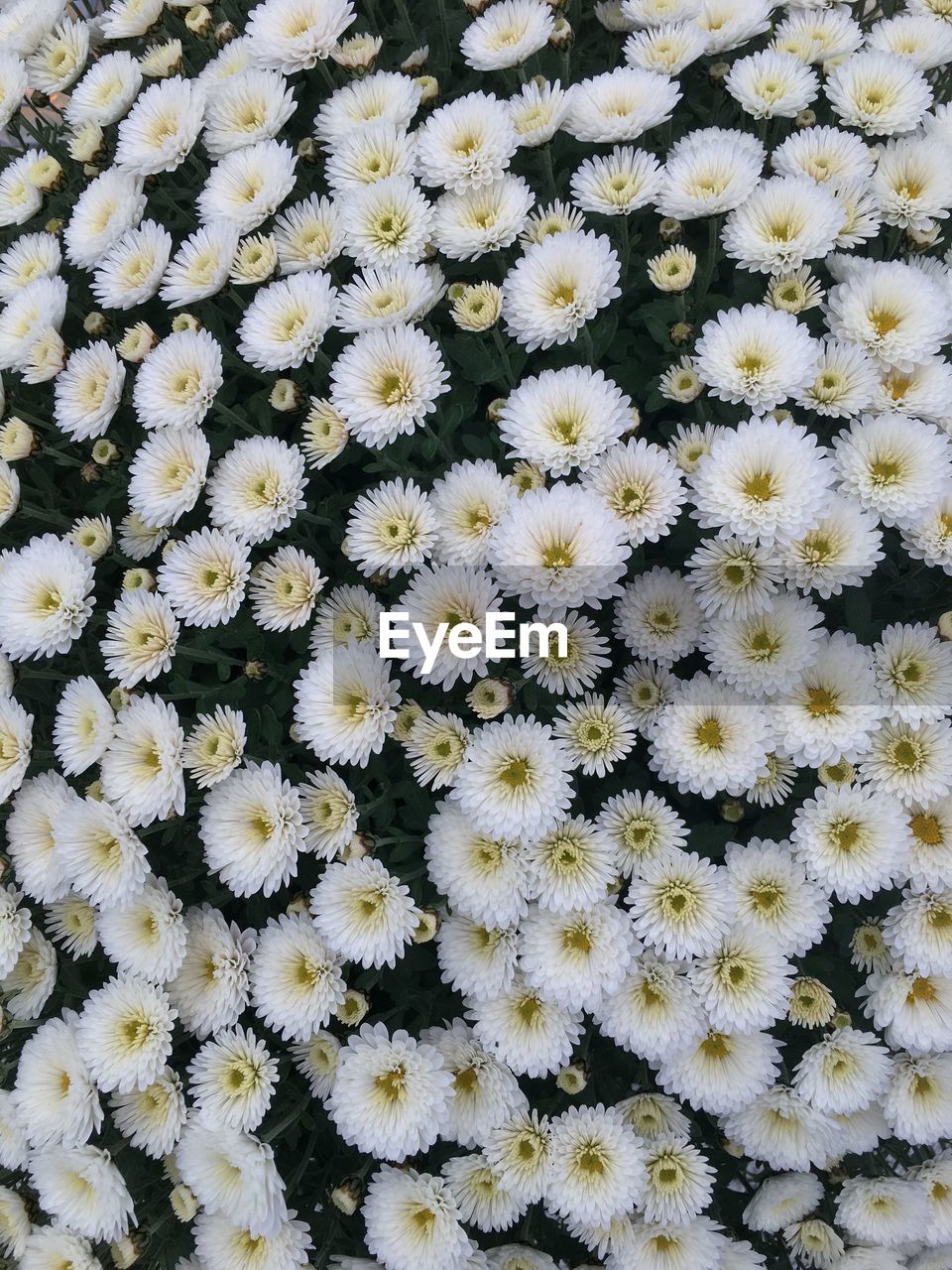 Full frame shot of white flowering plants