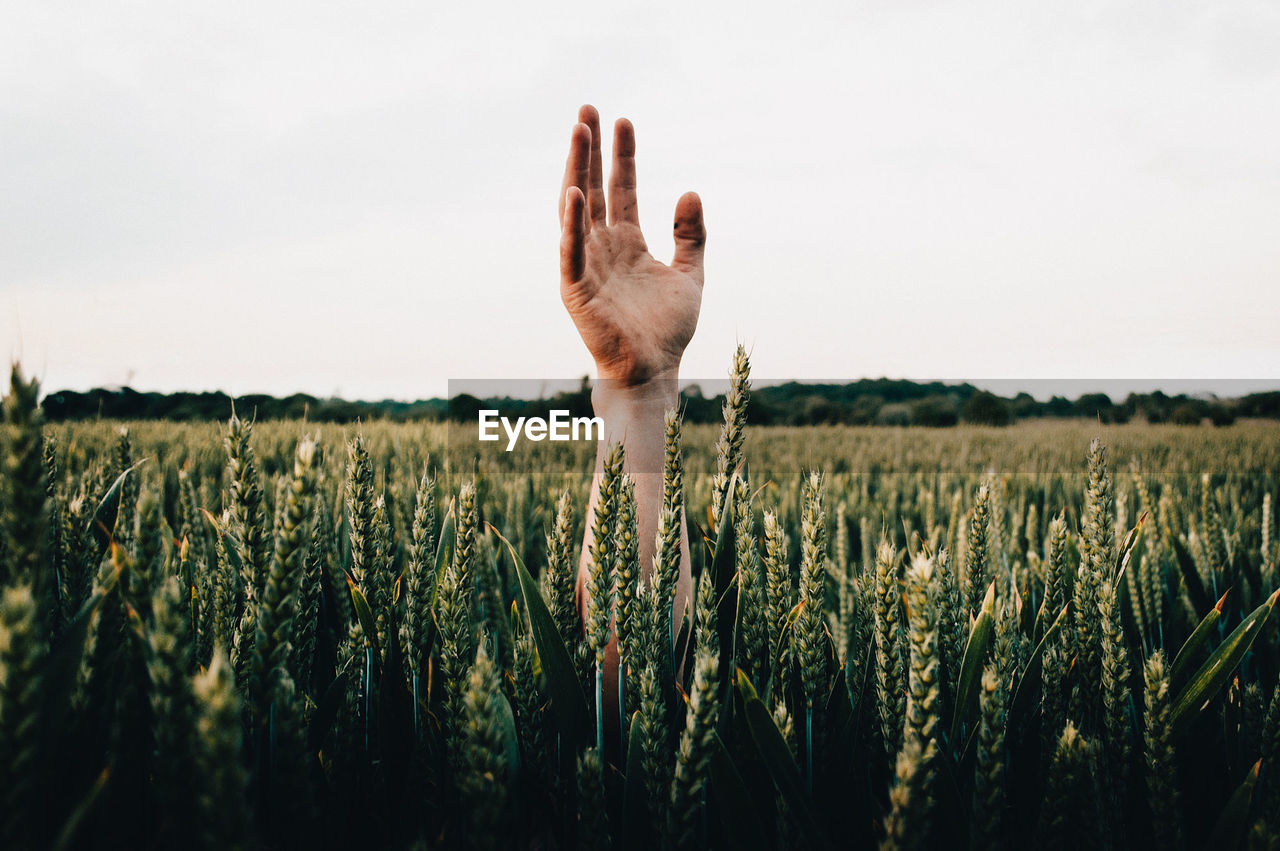 Cropped hand against plants in field