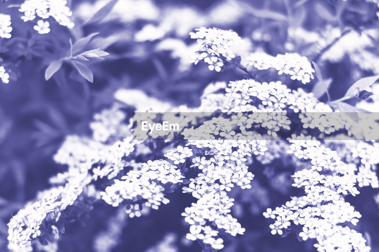 nature, branch, flower, plant, frost, beauty in nature, flowering plant, freshness, no people, blue, close-up, blossom, cold temperature, petal, backgrounds, environment, outdoors, white, snowflake, black and white, snow, abstract, fragility, growth, winter, tree, food and drink, selective focus, pattern, freezing, macro photography