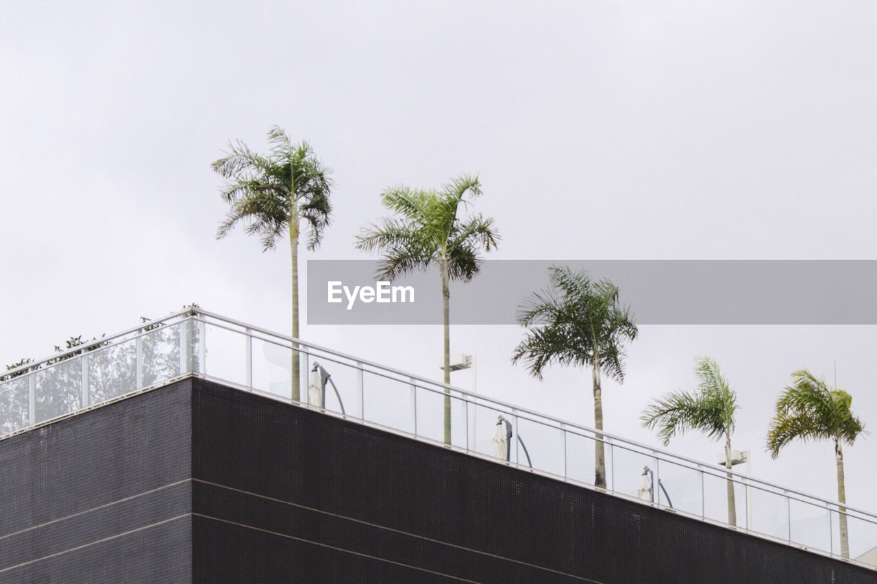 Low angle view of palm trees against clear sky