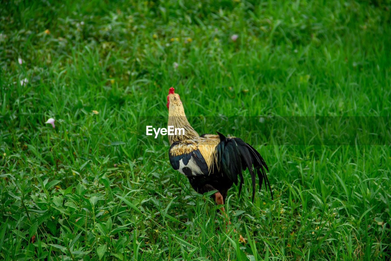 Rooster on grassy field