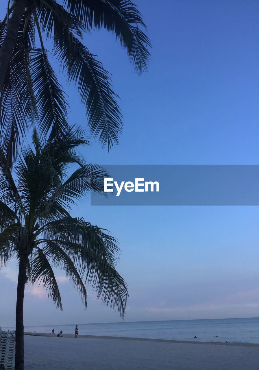 Palm trees on beach against blue sky