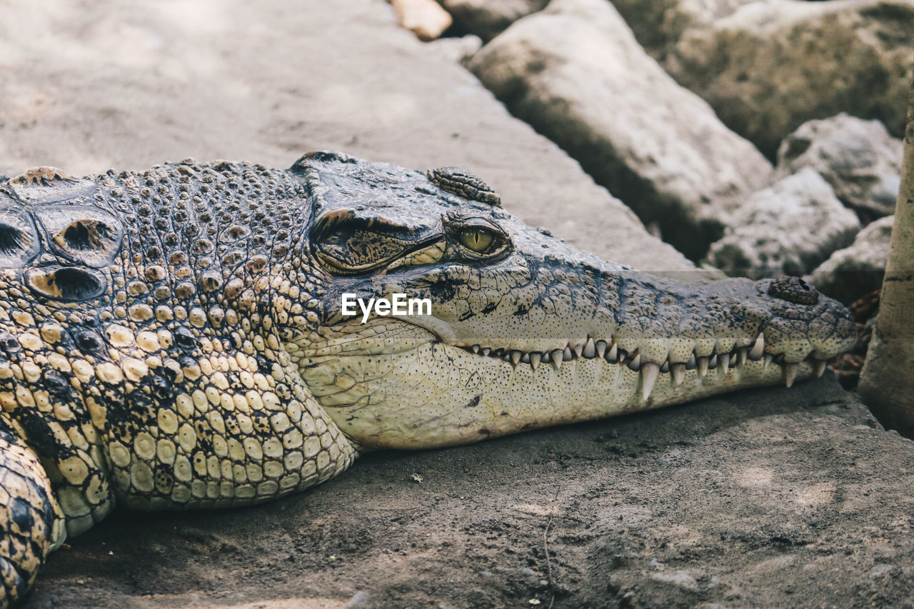 Saltwater crocodile or indo australian crocodile or man-eater crocodile. sunbathing at the swamp.