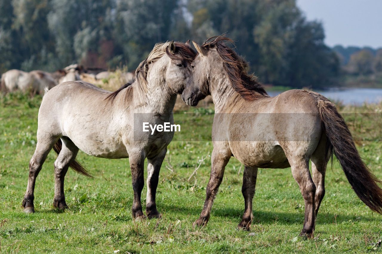 Horses standing on field