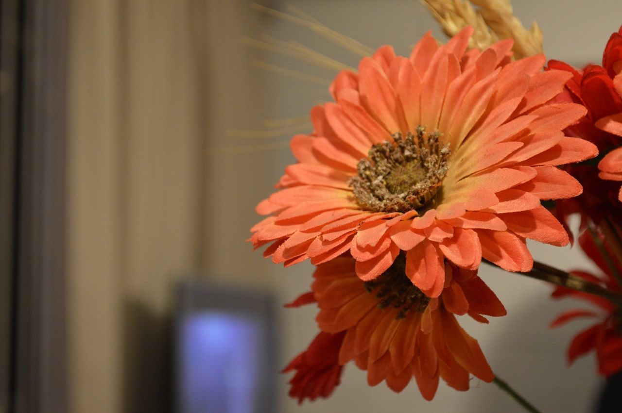 Close-up of fresh orange flower