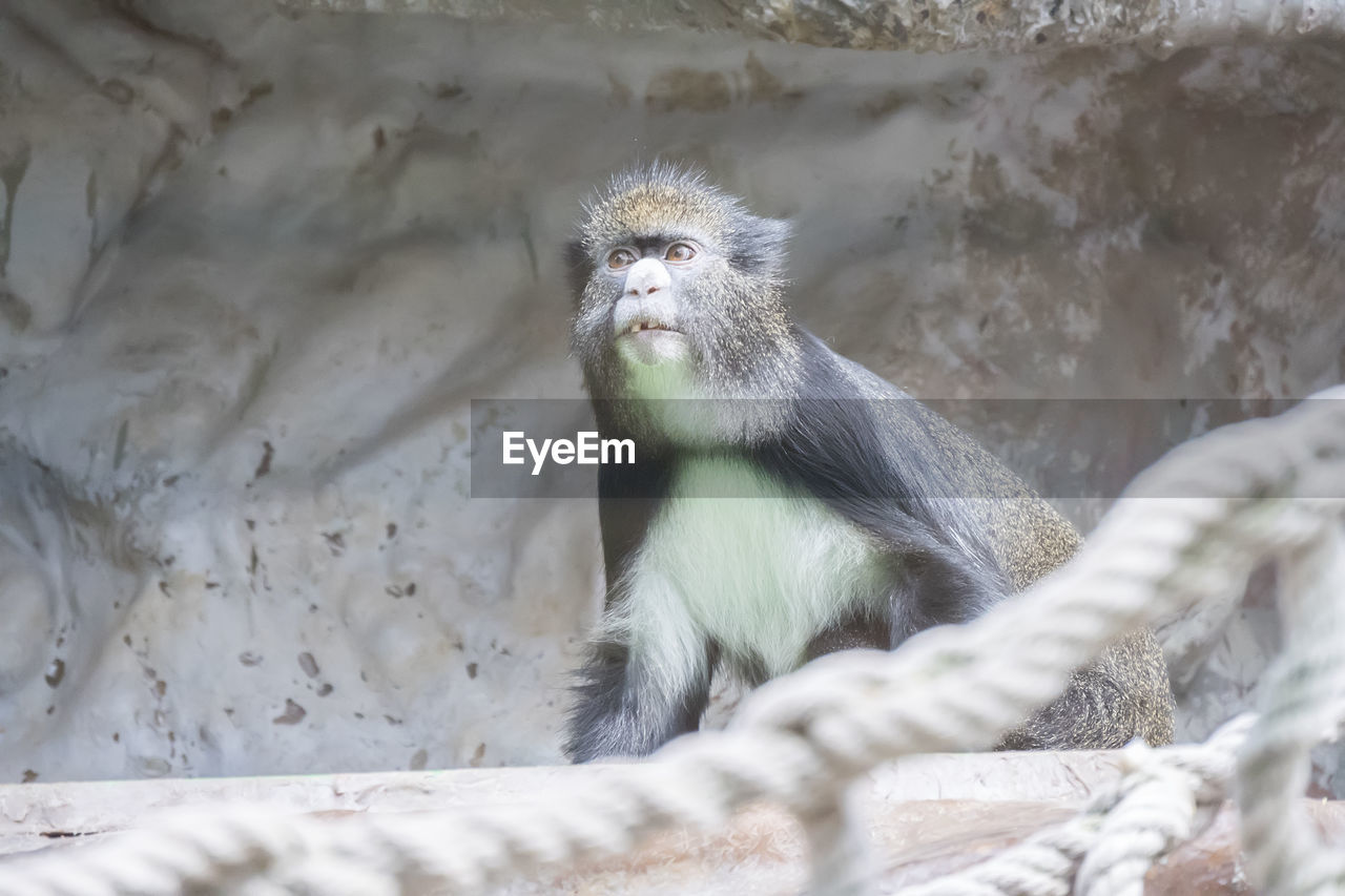 animal, animal themes, animal wildlife, one animal, mammal, wildlife, macaque, zoo, monkey, primate, no people, nature, sitting, day, outdoors