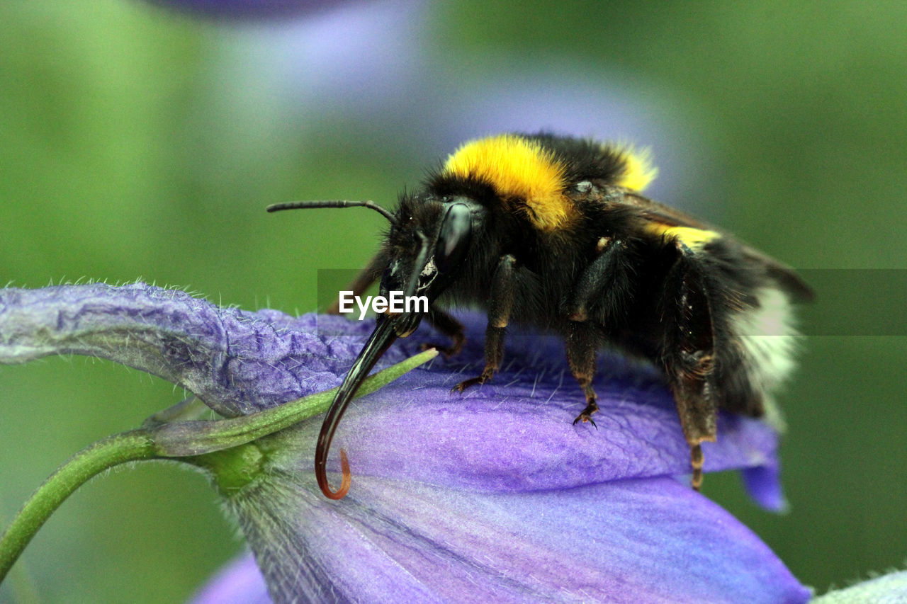 CLOSE-UP OF BEE POLLINATING ON FLOWER