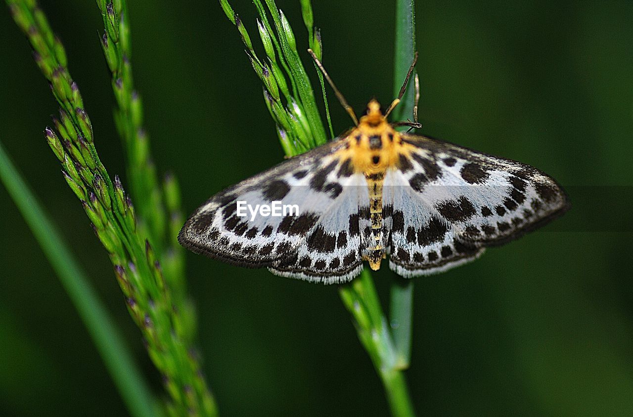 CLOSE-UP OF BUTTERFLY