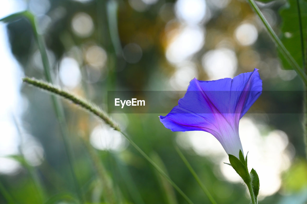 Close-up of purple flowering plant