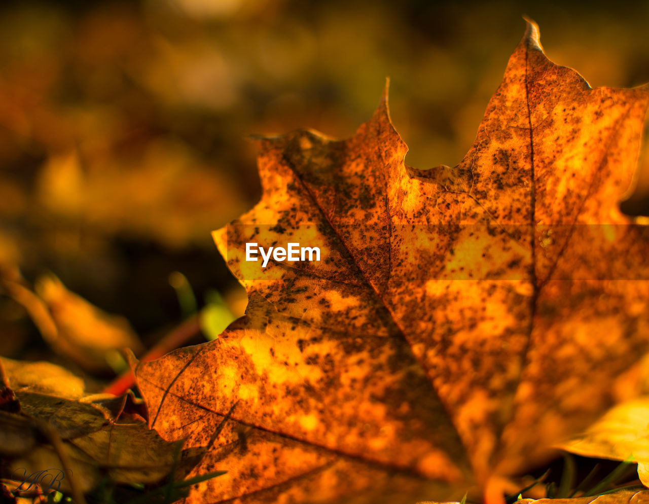 Close-up of dried autumn leaf