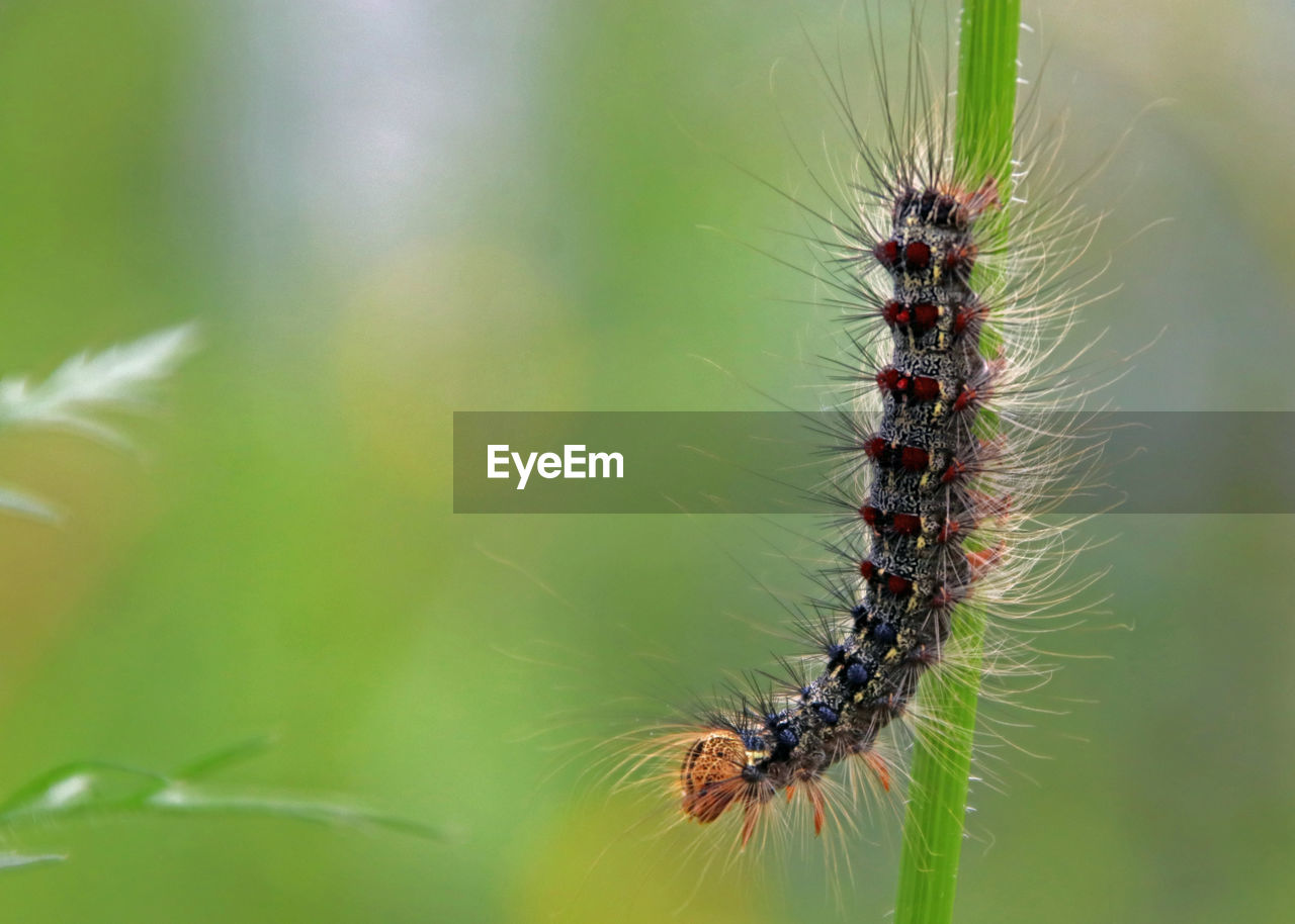 Close-up of caterpillar crawling on plant