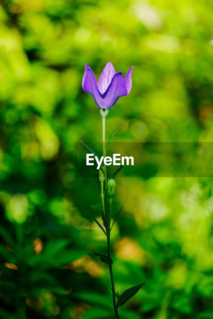 green, plant, flower, flowering plant, nature, beauty in nature, freshness, close-up, leaf, fragility, petal, plant part, macro photography, wildflower, growth, flower head, focus on foreground, no people, meadow, grass, inflorescence, purple, outdoors, springtime, sunlight, day, plant stem, botany, environment