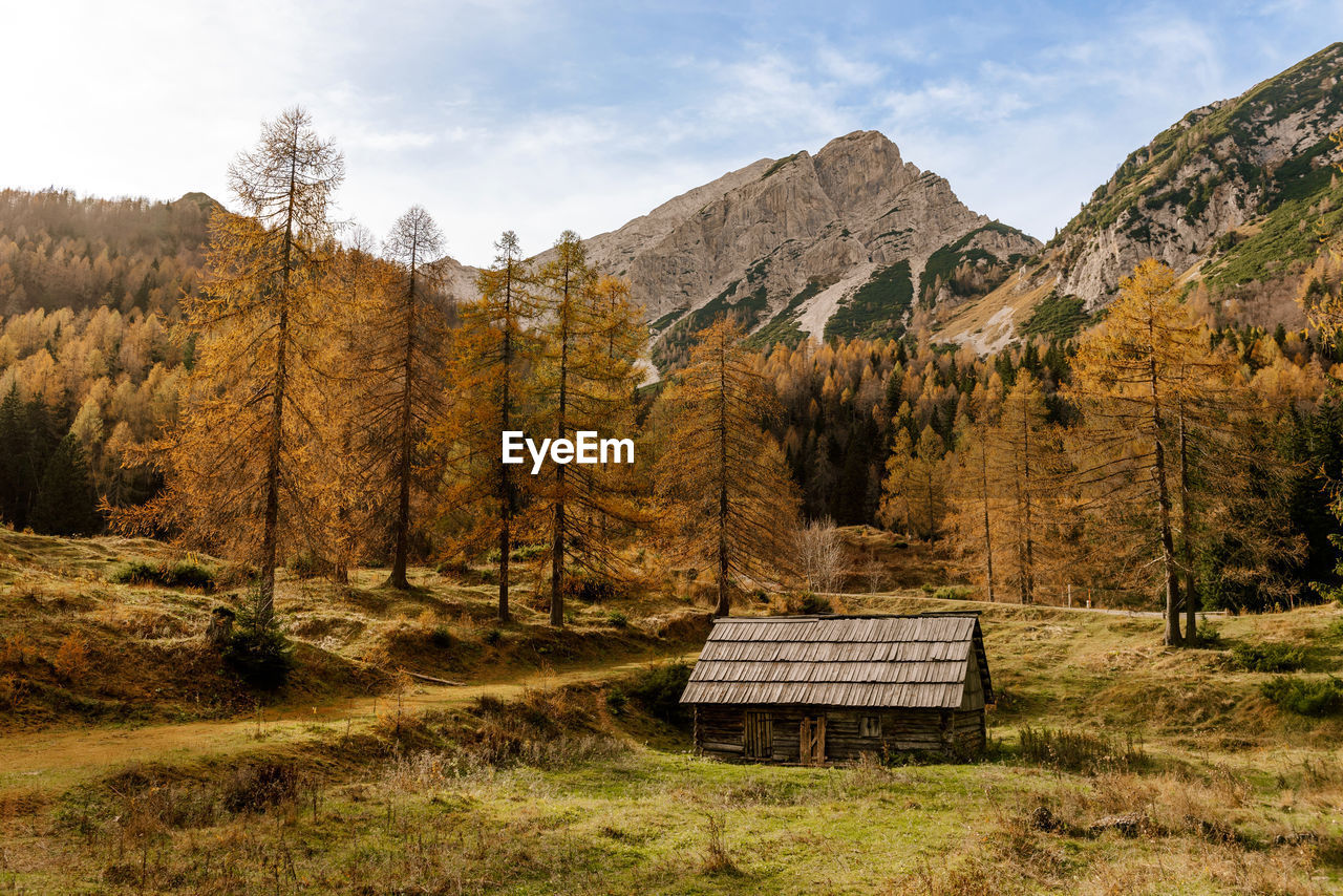 Wooden hut surrounded by golden larch trees in mountains