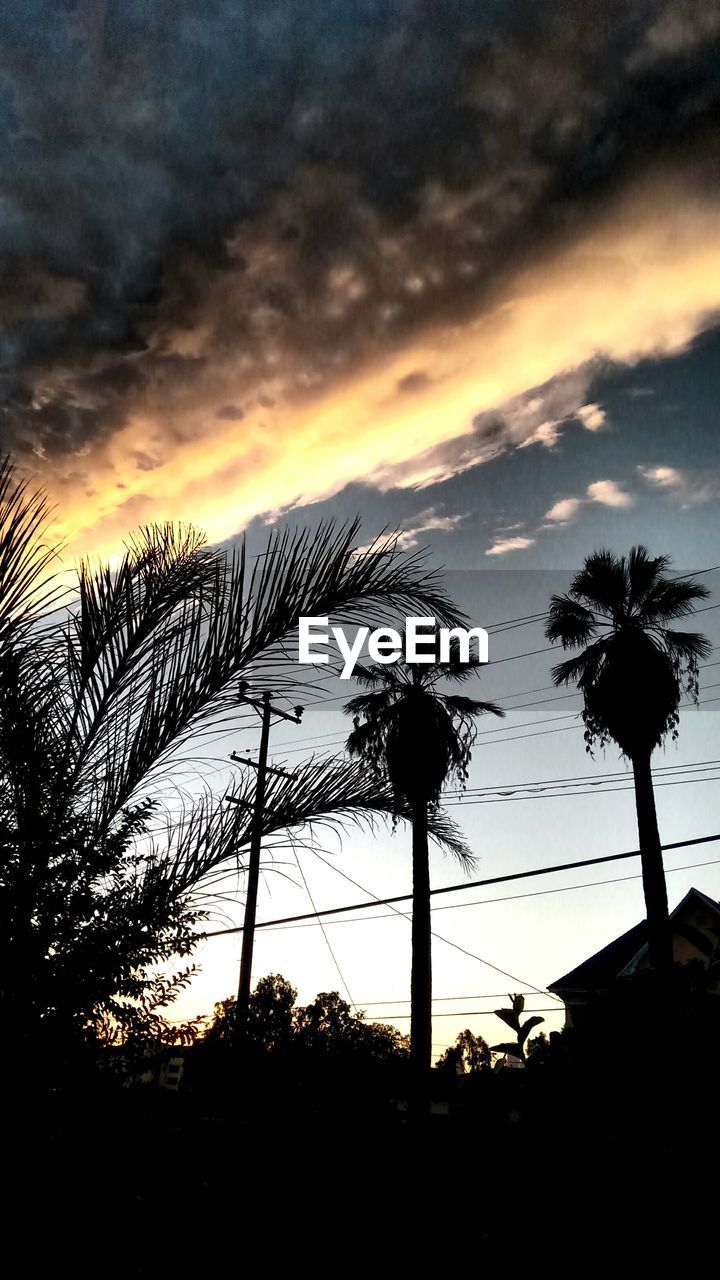 SILHOUETTE OF TREES AGAINST CLOUDY SKY