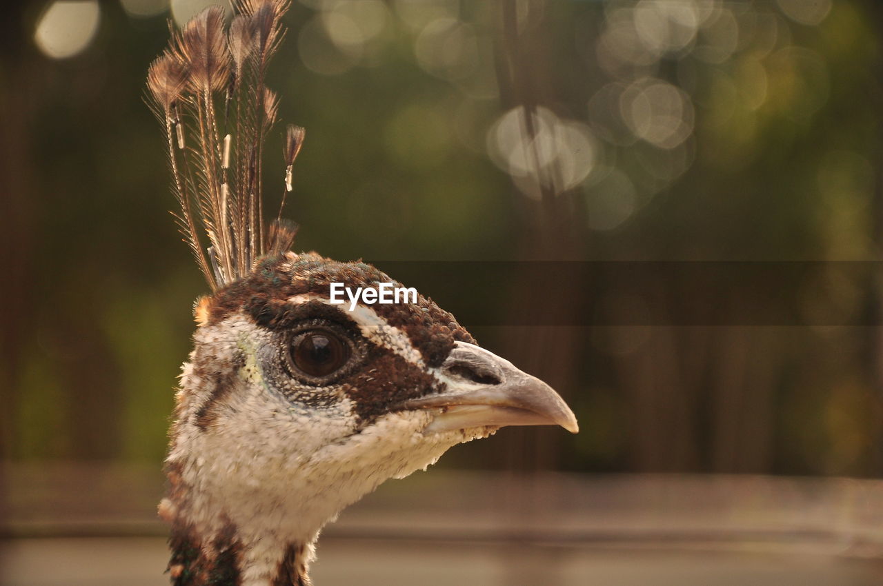 animal, animal themes, one animal, bird, animal wildlife, animal body part, wildlife, close-up, animal head, focus on foreground, nature, no people, beak, outdoors, portrait