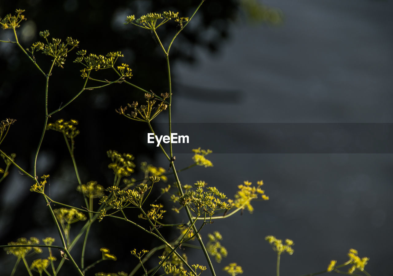 Close-up of plants against blurred background